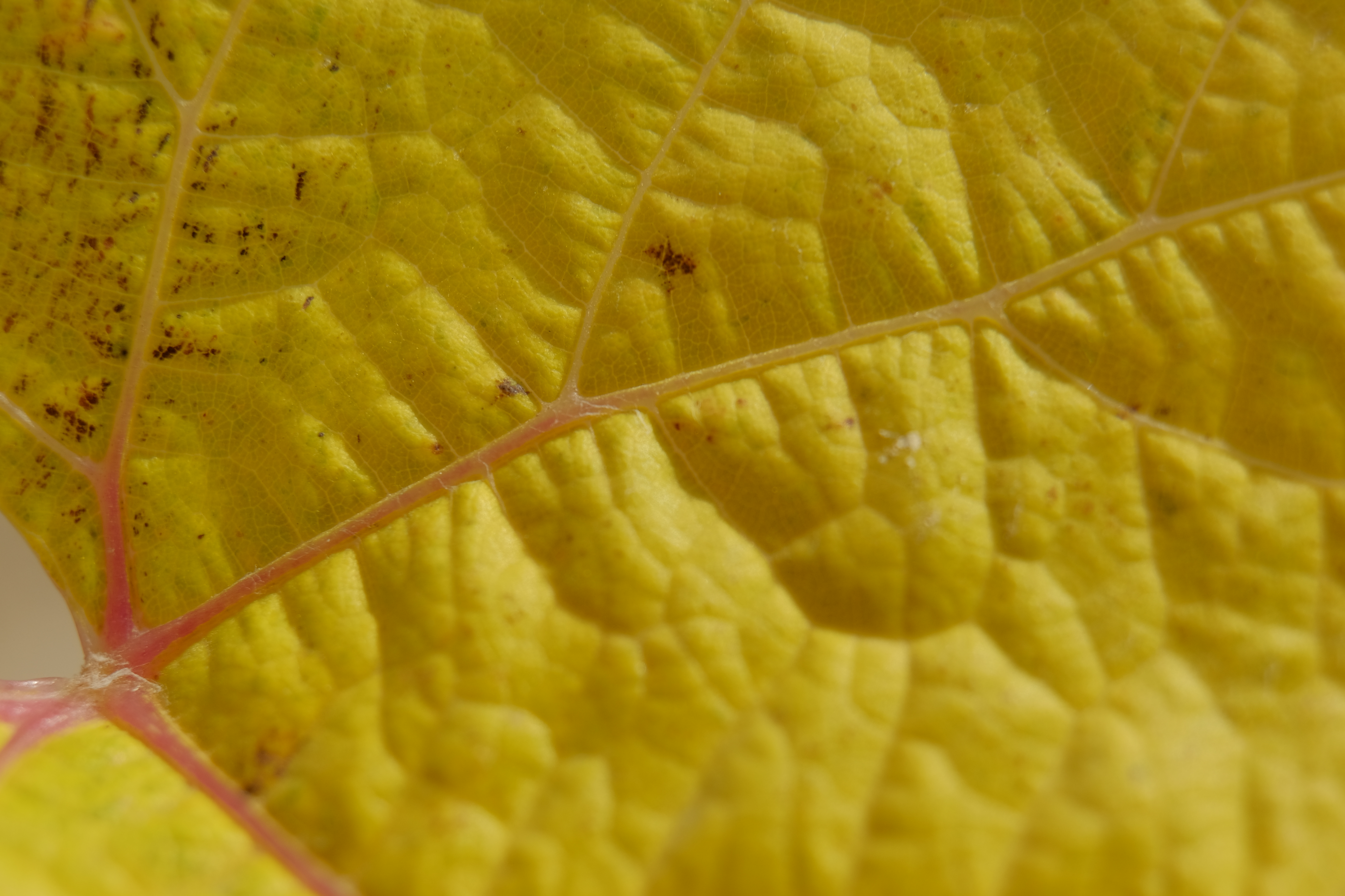 Fujifilm announces big product line up update